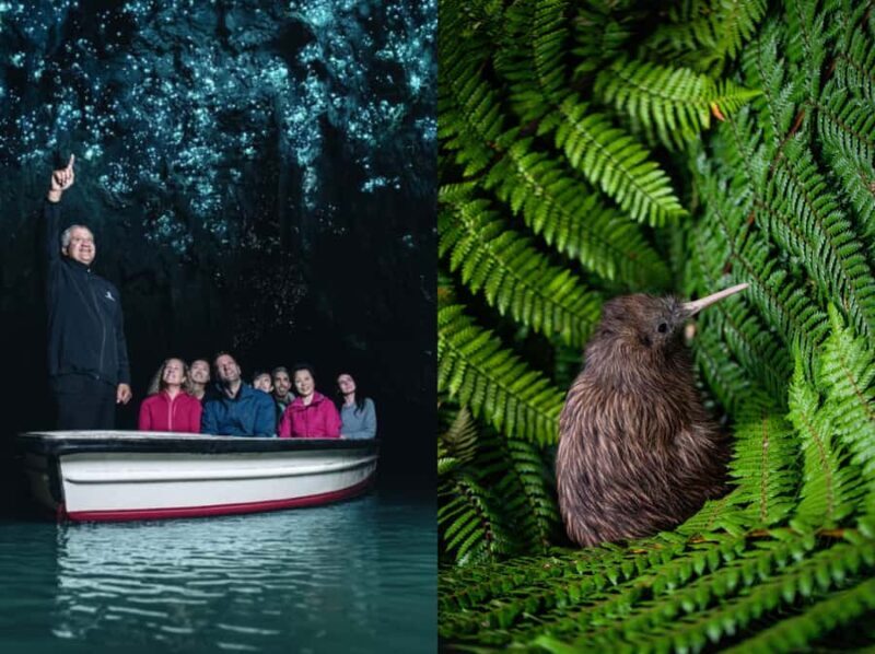 From Auckland: Waitomo Caves and Kiwi House Group Tour - A Closer Look at the Experience