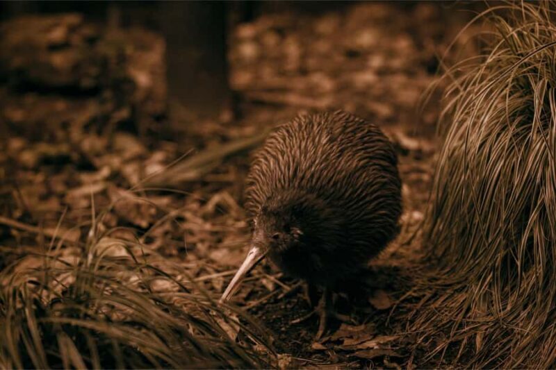 From Auckland: Waitomo Caves and Kiwi House Group Tour - The Experience Through the Lens of Reviews