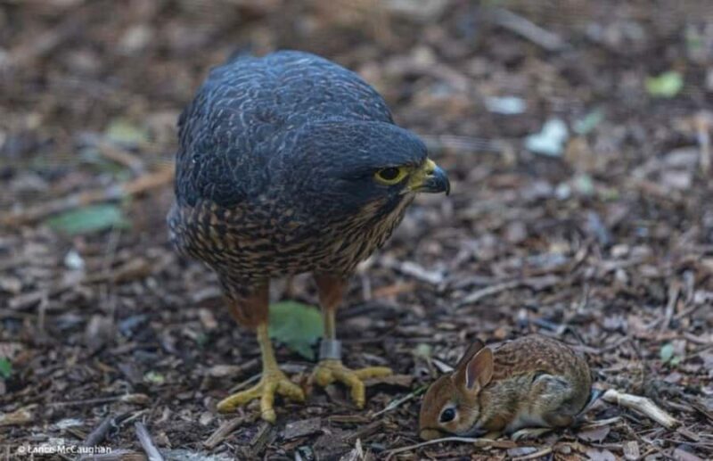 From Auckland: Waitomo Caves and Kiwi House Group Tour - Who Should Consider This Tour?