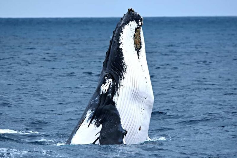 From Augusta: Whale Watching Award Winning Tour - An Authentic Coastal Adventure