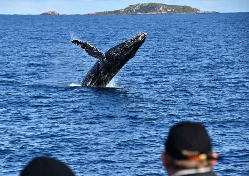 From Augusta: Whale Watching Award Winning Tour - Marine Life Beyond Whales