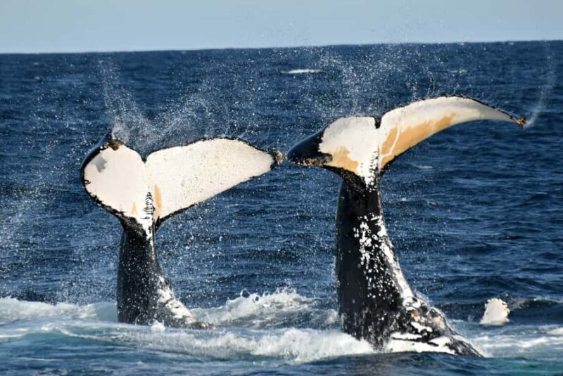 From Augusta: Whale Watching Award Winning Tour - The Experience in Review: What Travelers Say