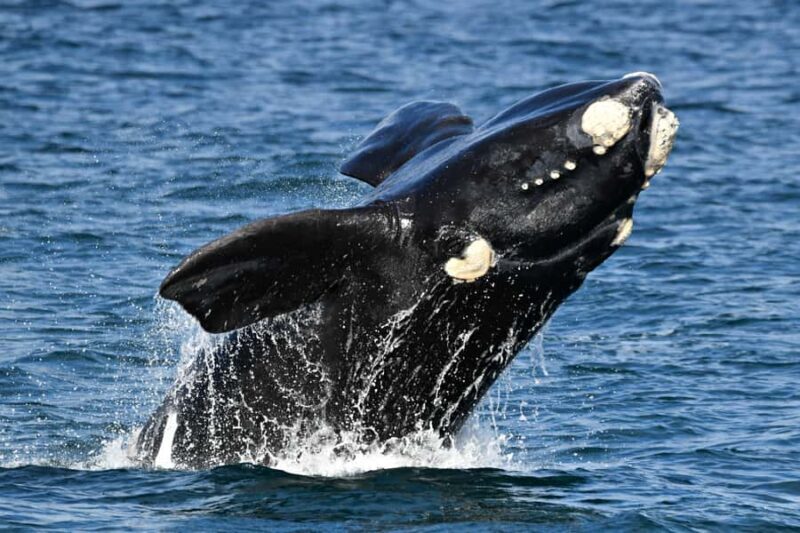 From Augusta: Whale Watching Award Winning Tour - Who Will Enjoy This Tour?
