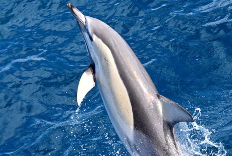 From Augusta: Whale Watching Award Winning Tour - The Sum Up: Why This Tour Is a Smart Choice