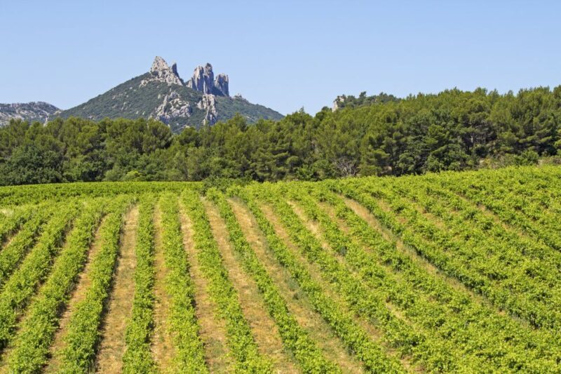 From Avignon: Half-Day Great Vineyards Tour - The Guides: Passionate and Knowledgeable