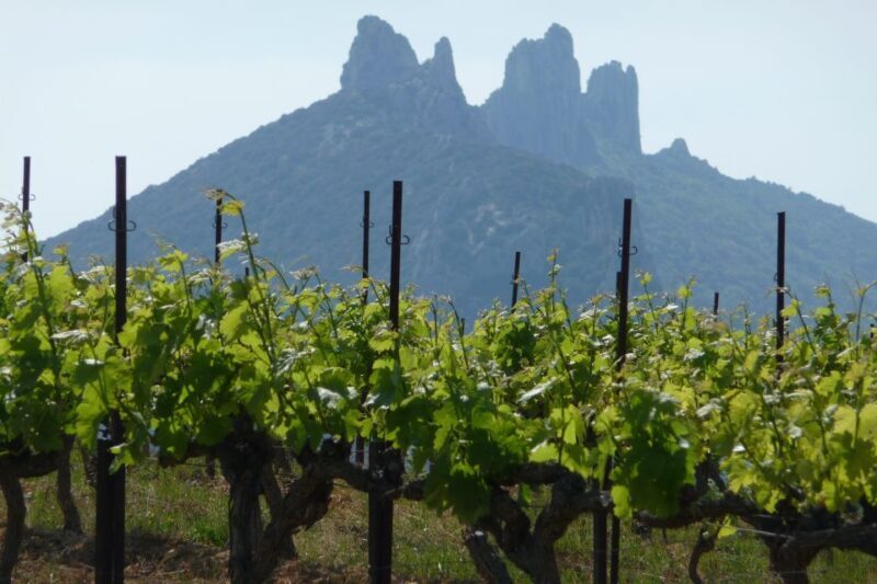 From Avignon: Half-Day Great Vineyards Tour - Who Would Love This Tour?