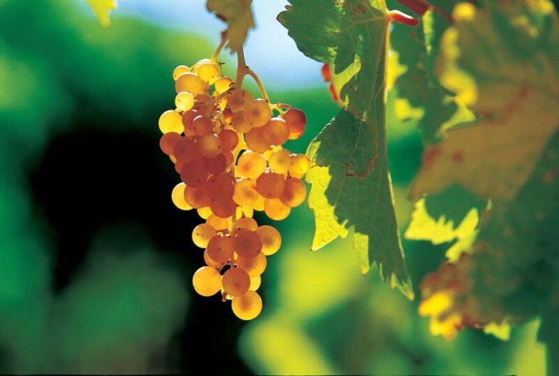 From Avignon: Half-Day Great Vineyards Tour - Final Thoughts