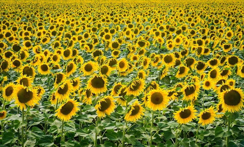 From Avignon: Van Gogh's sites and Roman monuments - FAQ