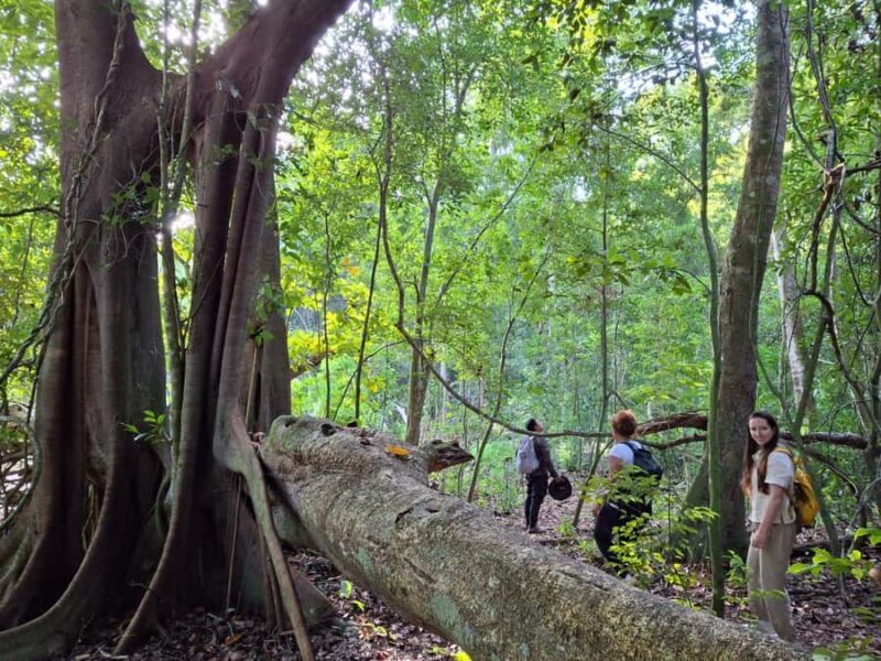 From Bacalar: Calakmul Ruins Expedition & Jungle Trek - From Bacalar: Calakmul Ruins Expedition & Jungle Trek — A Practical, Authentic Adventure