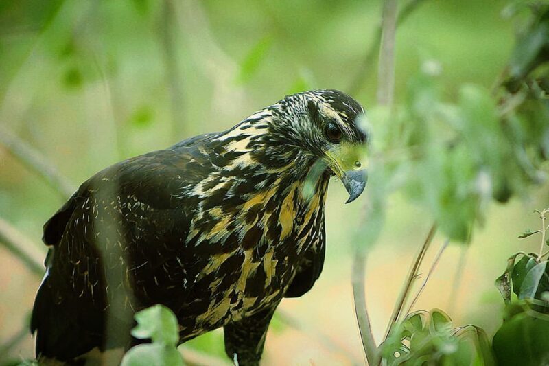 From Bacalar: Calakmul Ruins Expedition & Jungle Trek - The Sum Up