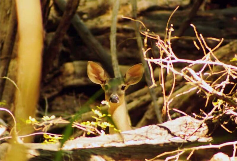 From Bacalar: Calakmul Ruins Expedition & Jungle Trek - FAQ