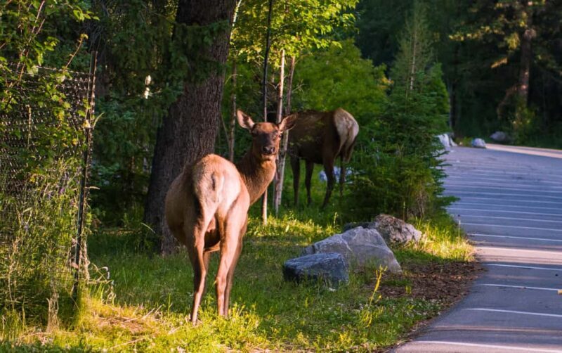 From Banff/Canmore: Banff National Park Guided Day Tour - Final Thoughts: Who Will Love This Tour?