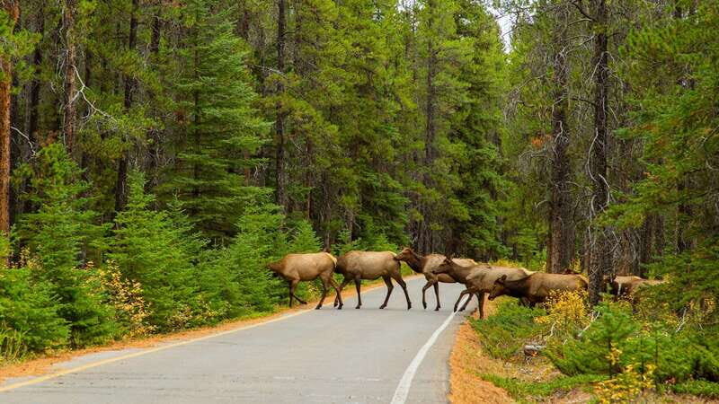From Banff: Sunset Lake Louise, Moraine Lake & Wildlife Tour - FAQs