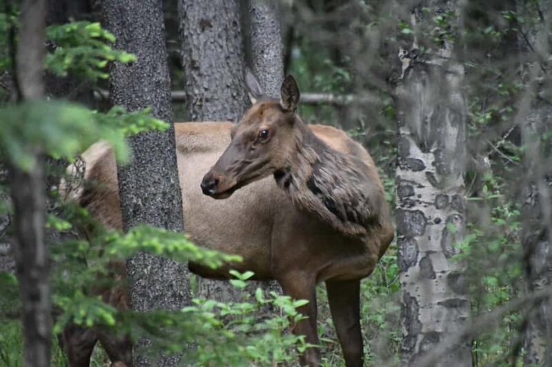 From Banff Wildlife Viewing and Top Sights with Gondola - Key Points