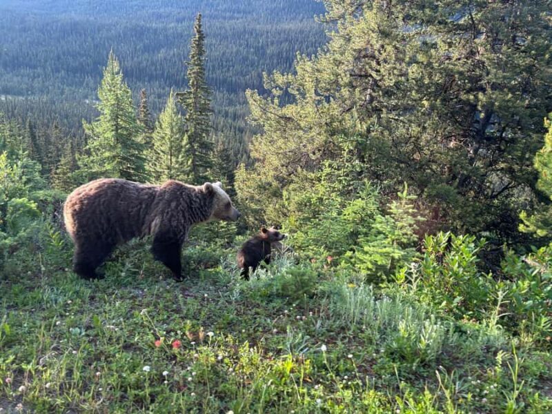 From Banff Wildlife Viewing and Top Sights with Gondola - Why This Tour Is a Great Value