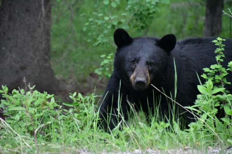 From Banff Wildlife Viewing and Top Sights with Gondola - Authentic Experiences and Traveler Feedback