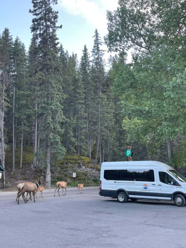 From Banff Wildlife Viewing and Top Sights with Gondola - Practical Tips for Travelers