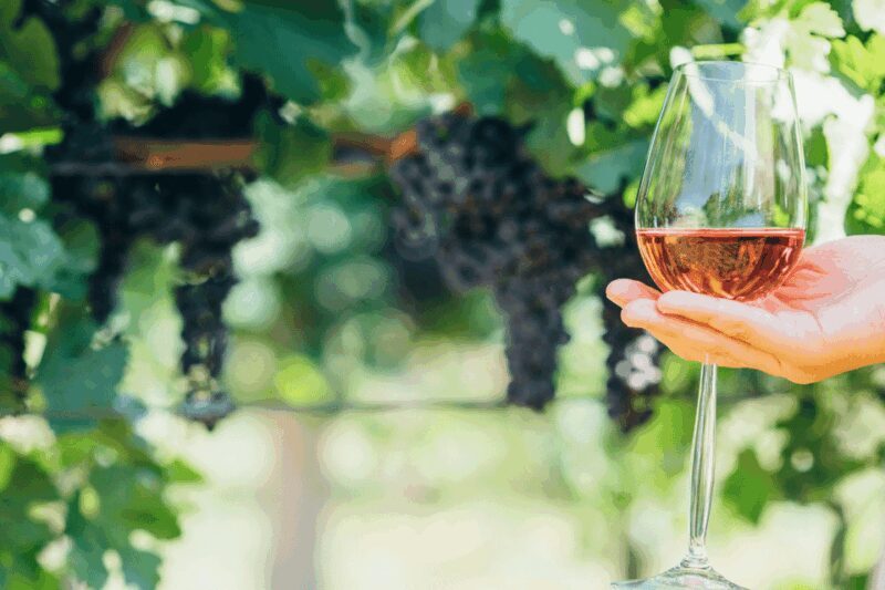 From Barcelona: Kosher Jewish Wine Tour - Who Will Enjoy This Tour?