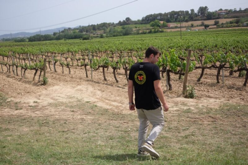 From Barcelona: Pvt Penedès Wine & Cava Tastings with Lunch - An In-Depth Look at the Tour Experience