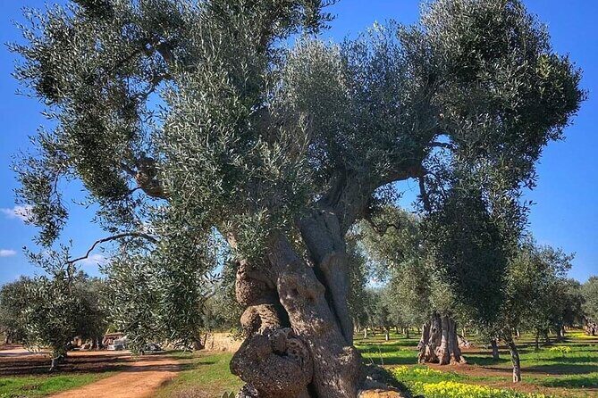 from BARI or OSTUNI to central Puglia wonders tour ! - Who Will Love This Tour?