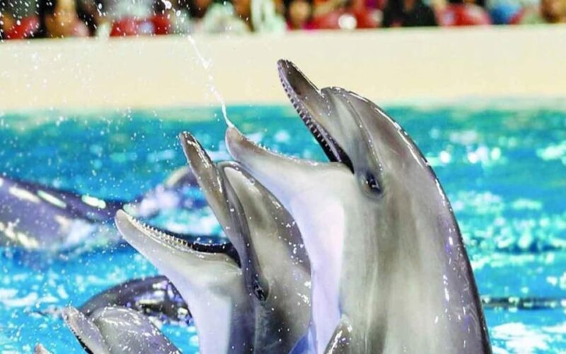 From Belek: Dolphin Show with Transfers - What Makes This Experience Stand Out