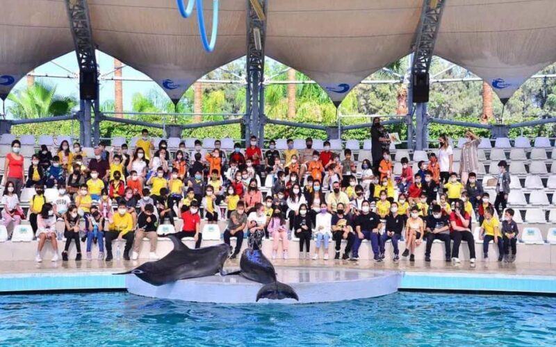 From Belek: Dolphin Show with Transfers - Why the Price Offers Good Value