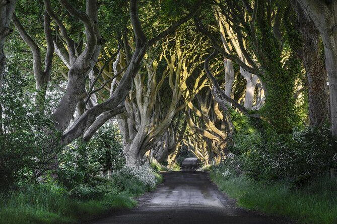 From Belfast-Giants Causeway, Dunluce Castle and Dark Hedges tour - Key Points
