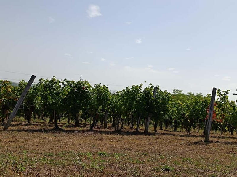 From Belgrade: Oplenac mausoleum Royal tour with winery - Final Thoughts