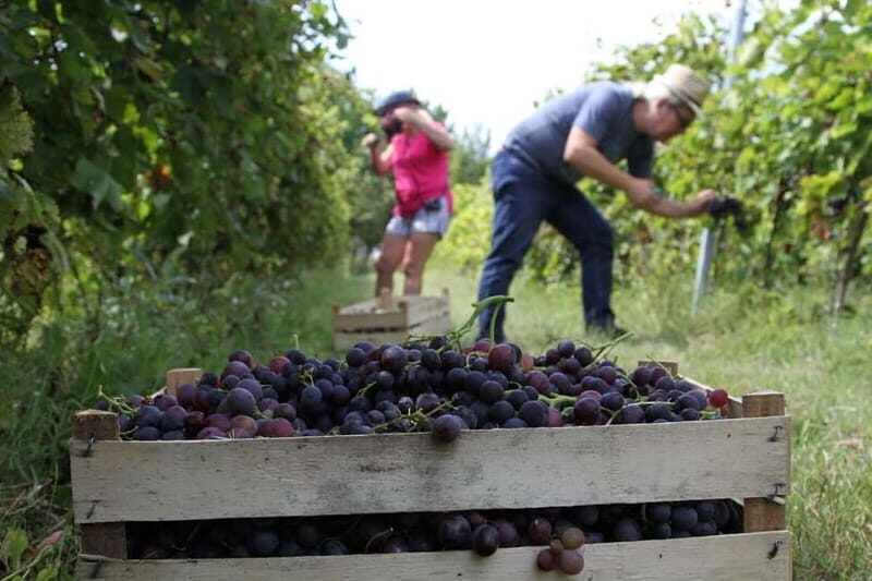 From Belgrade or Novi Sad: Private Wine Tour in Fruska Gora - The Sum Up