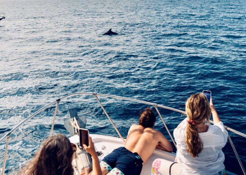 From Benalmádena & Torremolinos: Dolphin Watch Boat Trip - FAQ