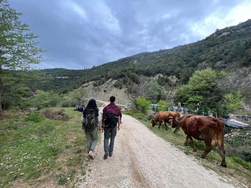 From Berat: Osumi Canyon, Bogova Waterfall, and Pirro Goshi - Key Points