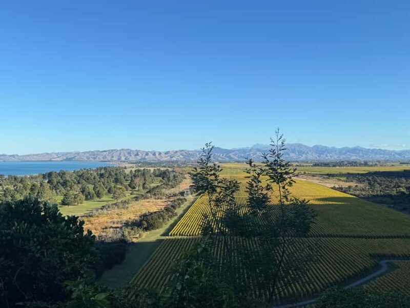 From Blenheim/Picton: Marlborough Gourmet Wine Tasting Tour - Whats Included and What to Expect