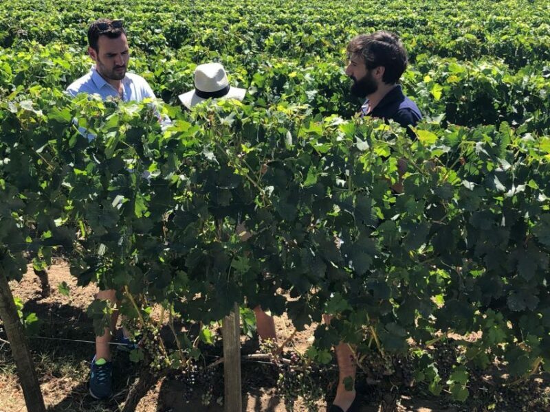 From Bordeaux: Half-Day Saint-Emilion Wine Tour - Who Will Love This Tour?