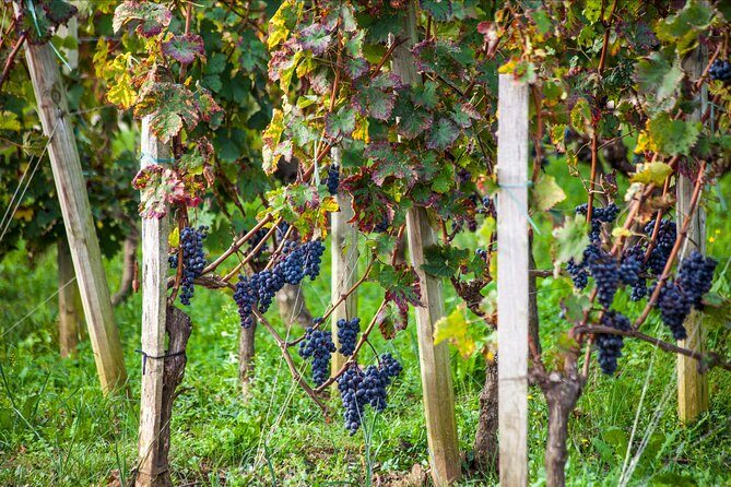 From Bordeaux: Saint-Émilion Half-Day Trip with Wine Tasting - Who Will Love This Tour?