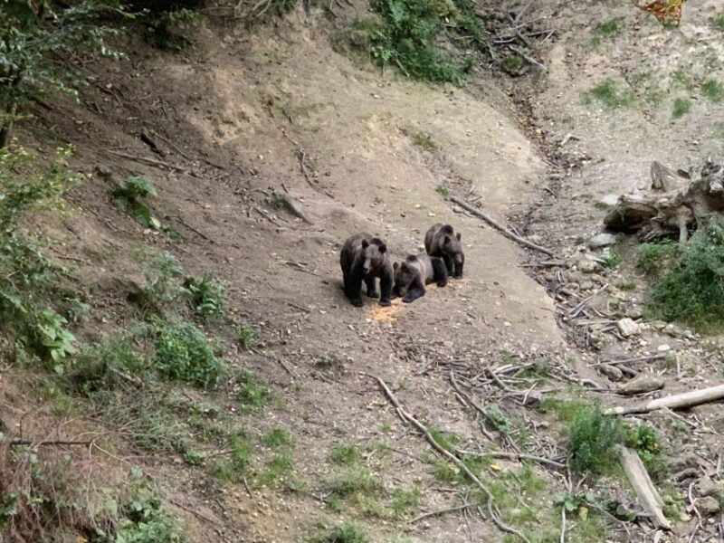 From Brasov: Bear Watching in the Wild - Breakdown of the Itinerary