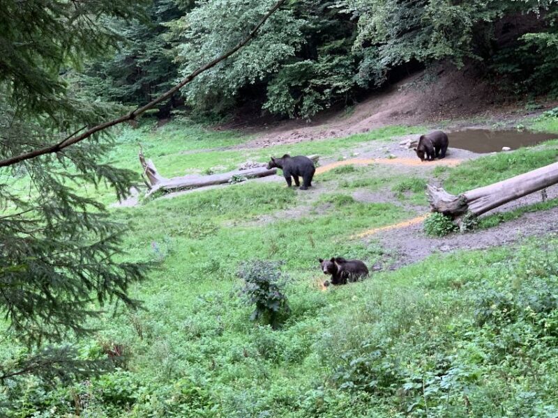 From Brasov: Bear Watching in the Wild - Final Thoughts