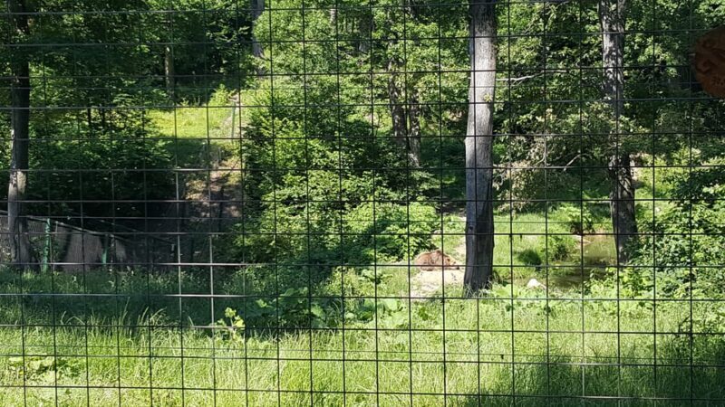 From Brasov: Libearty Bear Sanctuary Guided Tour - Key Points