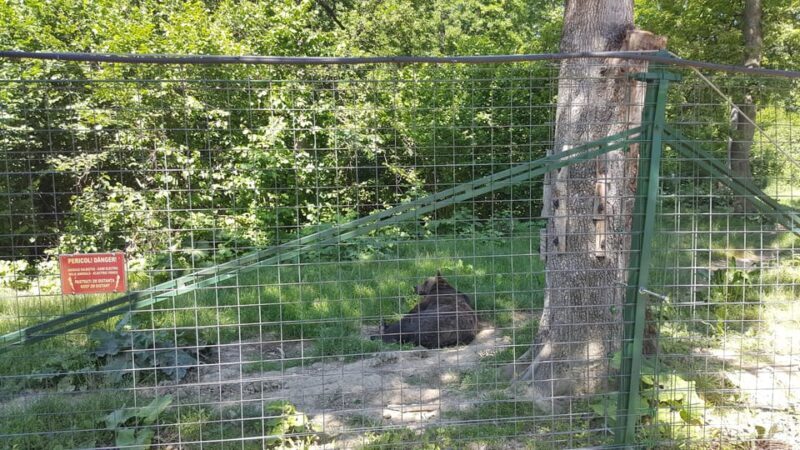 From Brasov: Libearty Bear Sanctuary Guided Tour - An In-Depth Look at the Libearty Bear Sanctuary Tour
