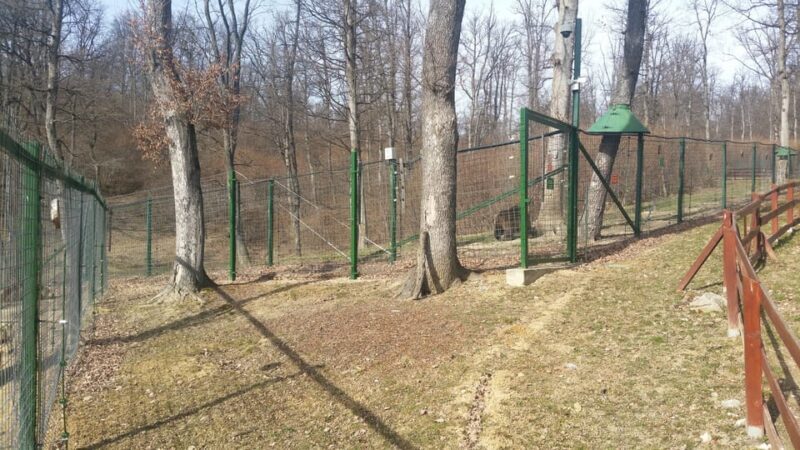 From Brasov: Libearty Bear Sanctuary Guided Tour - FAQ