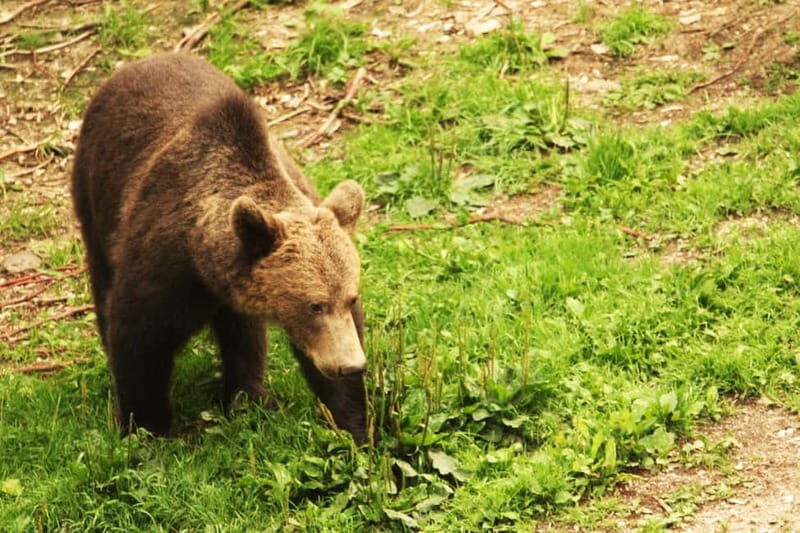 From Brasov: Small-Group Brown Bear Watching Tour - Key Points