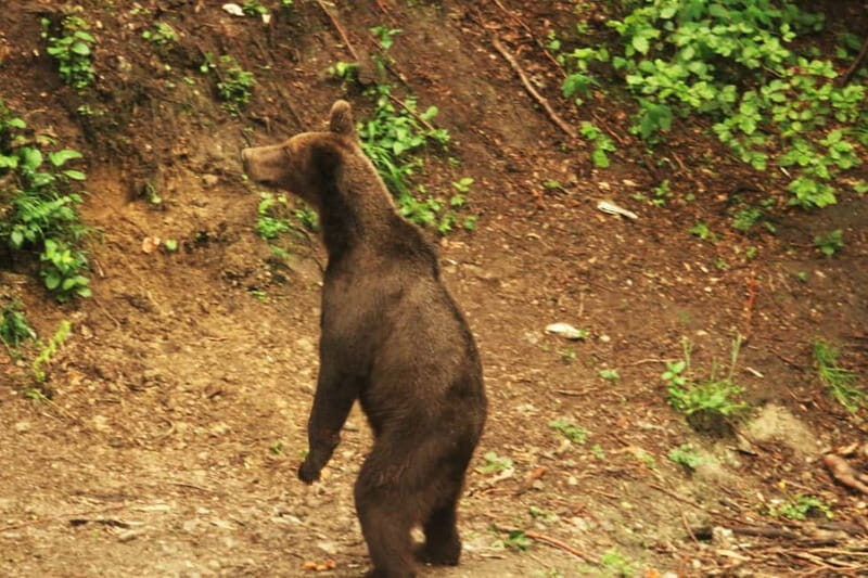 From Brasov: Small-Group Brown Bear Watching Tour - A Deep Dive Into the Brown Bear Watching Experience