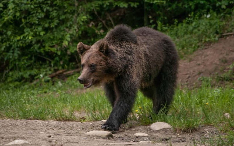 From Brasov: Small-Group Brown Bear Watching Tour - FAQ
