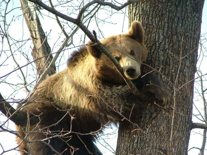 From Brasov: Small-Group Brown Bear Watching Tour - Who Will Love This Tour?