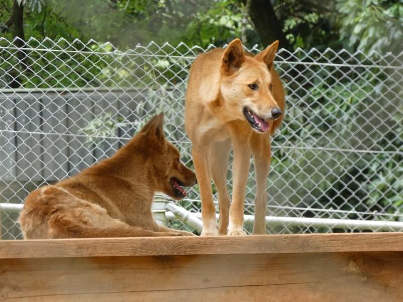 From Brisbane: Day Trip to Noosa, Glass House Mtns and Zoo - What the Reviews Say