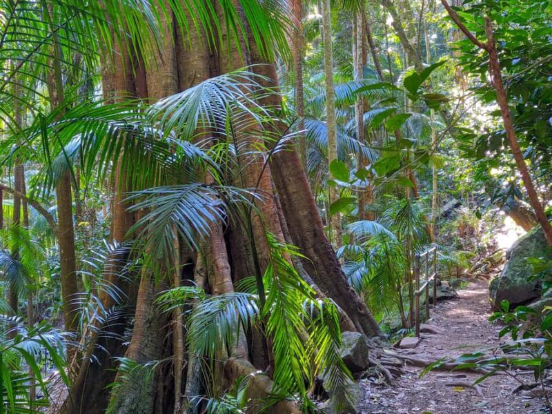 From Brisbane: Tamborine Mountain and Paradise Point Tour - What to Expect on the Tour
