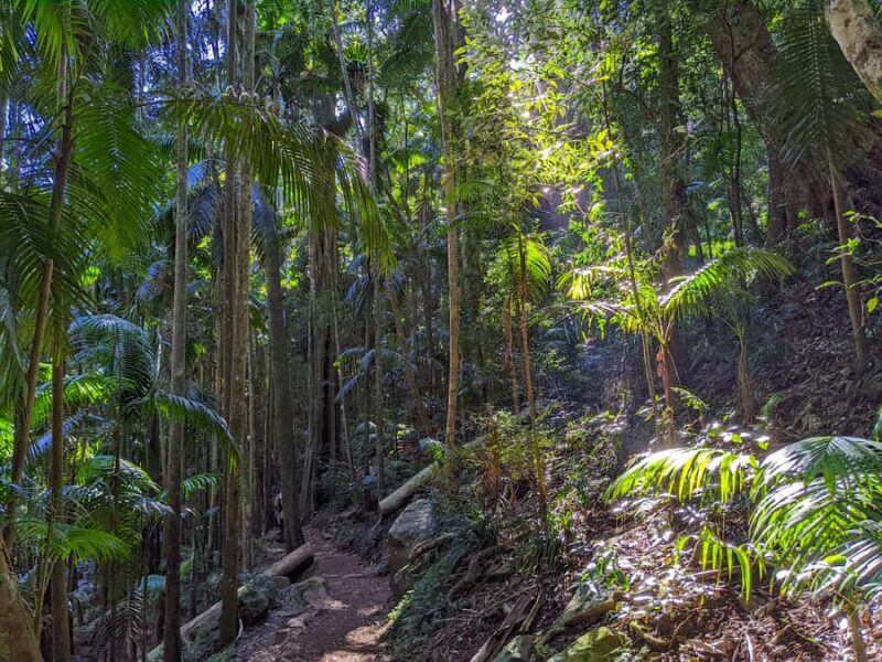 From Brisbane: Tamborine Mountain and Paradise Point Tour - Pricing and Value