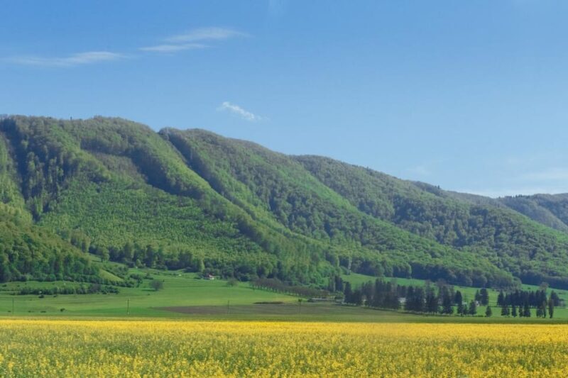 From Bucharest: Bear Sanctuary and 7 Ladders Canyon Day Trip - An In-Depth Look at the Tour Experience