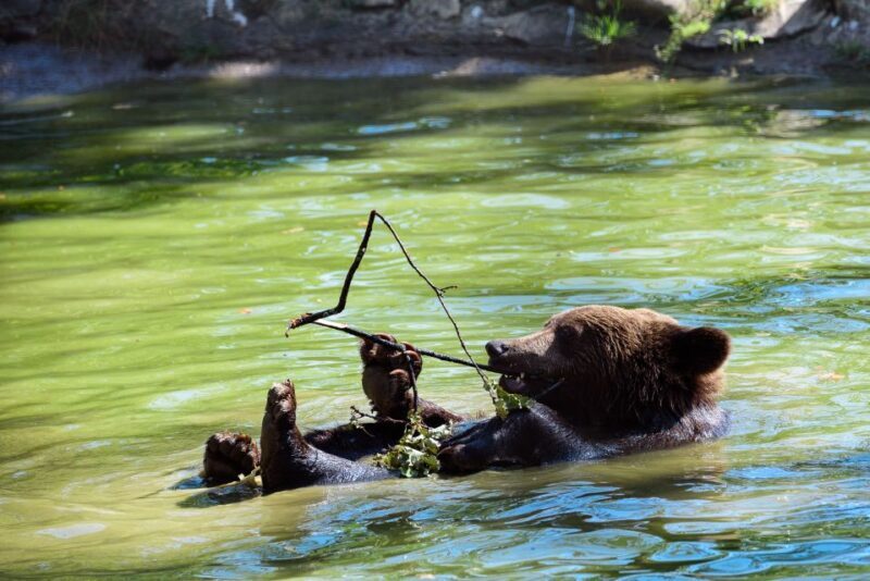 From Bucharest: Bear Sanctuary and Dracula Castle Day Tour - Who Will Love This Tour?