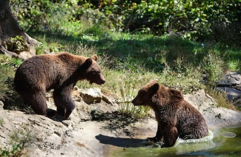 From Bucharest: Bears Sanctuary&Rasnov Fortress Private tour - FAQs