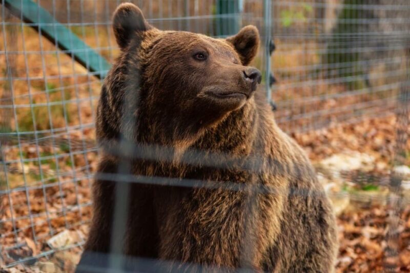 From Bucharest: Dracula's Castle & Bear Sanctuary Adventure - Practical Details & Tips